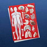 Discover The Human Body Educational Box Set - Children's STEM Learning